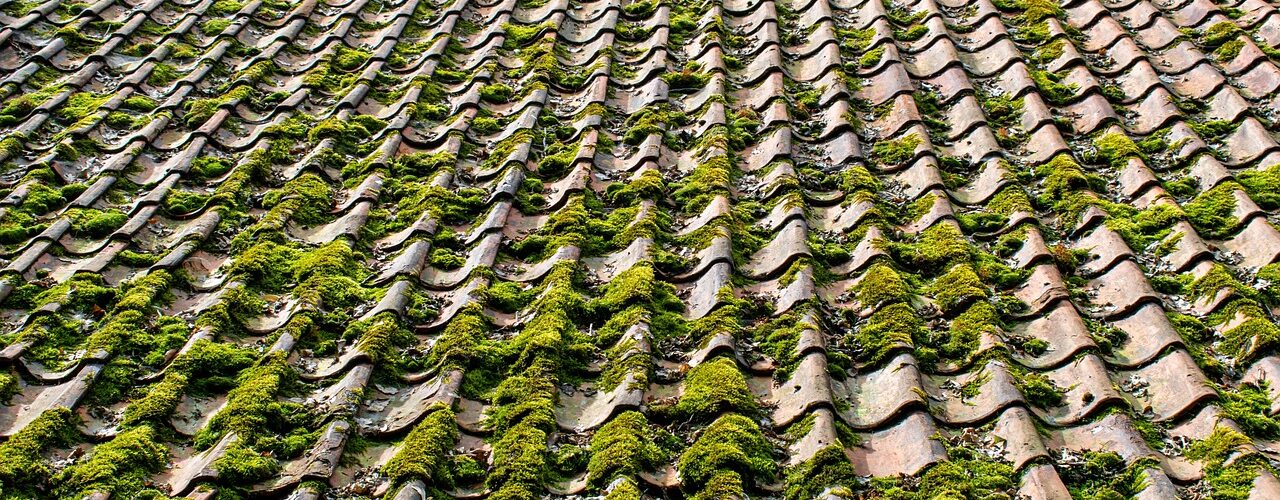 tiles, roof, mossy, moss, old, housetop, architecture, vermoostes roof, vermost